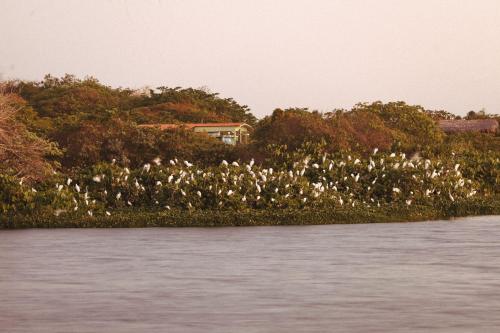 a flock of birds sitting on a island in the water at Casa na Lagoa in Paracuru