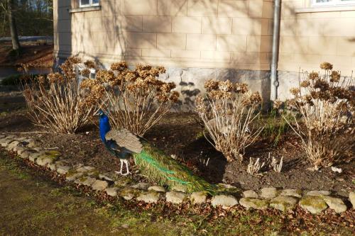 a peacock is standing in a garden at Landhaus Schloss Kölzow in Kölzow