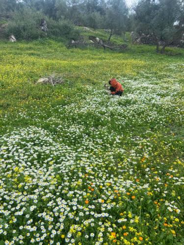 a person kneeling in a field of flowers at AUBERGE El HAJ BOUAYYADY ZOUAKINE in Guezira