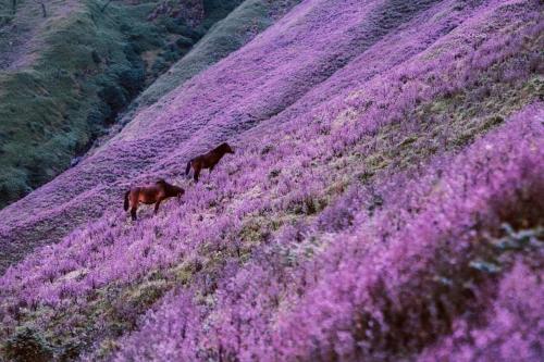 two horses walking through a field of purple flowers at Homestay duy mạnh gần suối nước khoáng nóng trạm tấu in Cham Ta Lao