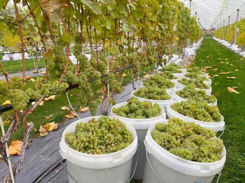 a row of green grapes in white buckets in a greenhouse at Mornamaa puumaja Pesä 1 in Morna