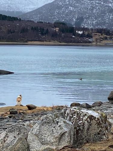 a dog sitting on rocks near a body of water at Sand Beachhouse in Sand