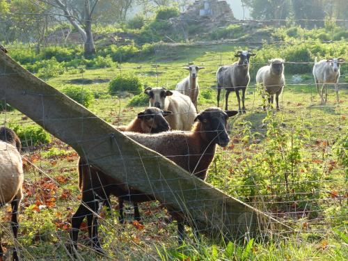 Άλλα ζώα σε αυτό το διαμέρισμα ή στη γύρω περιοχή