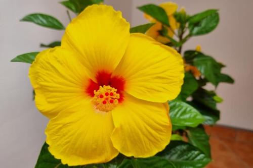 a yellow flower with a red center in front of a plant at Santiago del Teide Apartman in Santiago del Teide