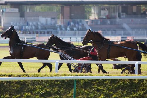 a group of horses pulling a carriage on a track at La Villa Du Lac- 3 rooms for 6 people in Divonne-les-Bains