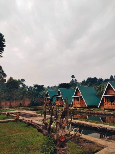 a group of cottages in the background with a tree at Nsaho resort in Fort Portal