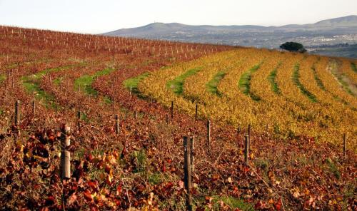 a vineyard in the middle of a field at Mooiplaas Wine Estate in Stellenbosch