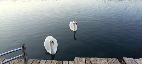 two swans in the water next to a dock at Rosa B&B in Lin