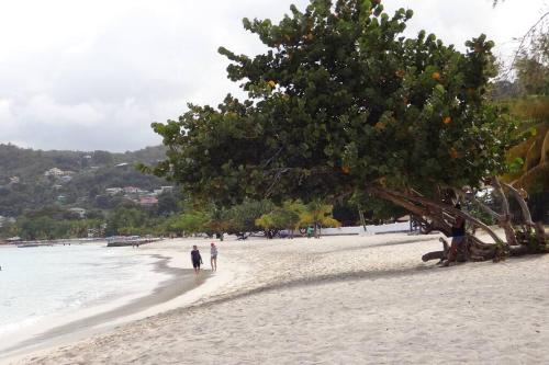 two people walking on a beach with an orange tree at St. George's Holiday Studio Vacation of a lifetime in Fontenoy