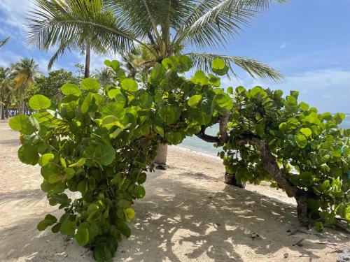 a group of trees on a beach with a palm tree at Ti Kaz'ETA in Sainte-Anne