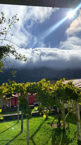 a group of trees in a field with a cloudy sky at Pouso do Elefante in Serra do Cipo