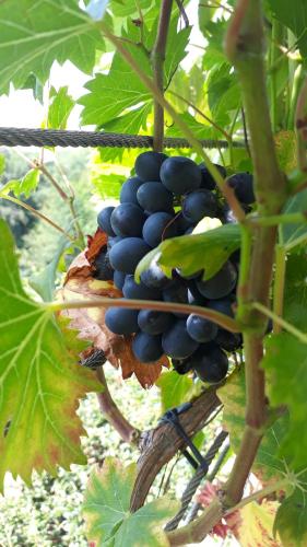 a bunch of grapes hanging from a tree at Apartmenthaus STYRIA in Bad Gleichenberg