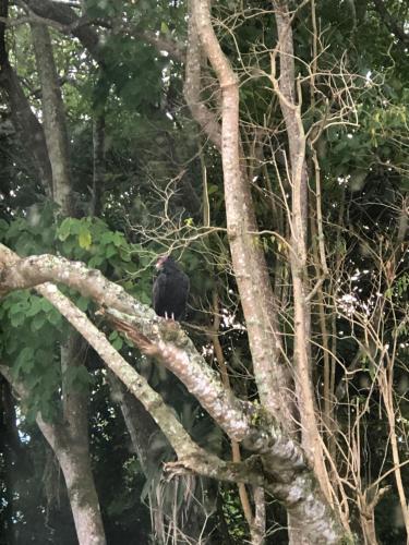 a black bird sitting on a tree branch at Recanto Canajurê in Florianópolis