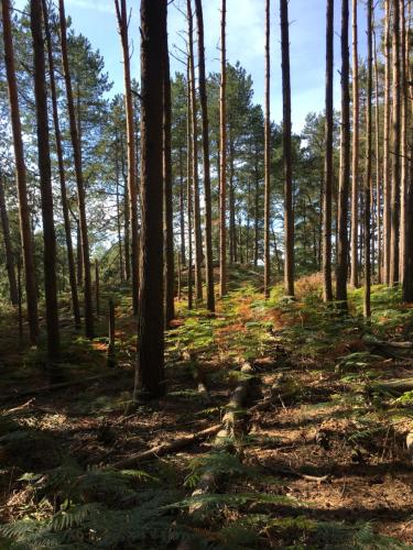 a wooded area with trees and shadows on the ground at Petherton Cottage Studios in Ringwood