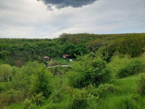 a house in the middle of a field of trees at Cabana in poiana padurii in Recaş