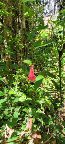 a red flower on a bush in the woods at Cabañas Troncos de Relin in Panguipulli