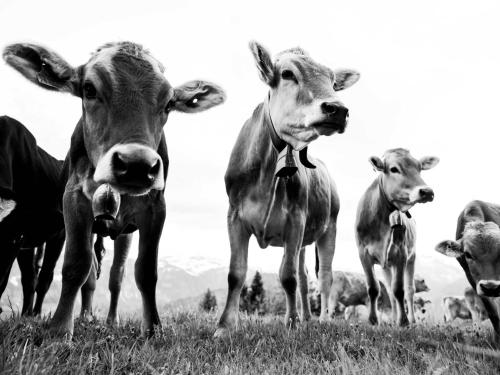 Tiere in der Ferienwohnung oder in der Nähe