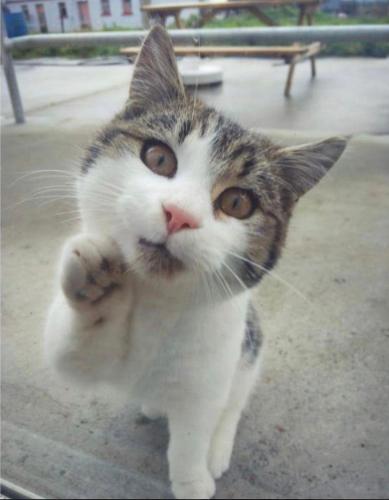 a gray and white cat with its paw in the air at Haven Pod Easkey in Sligo