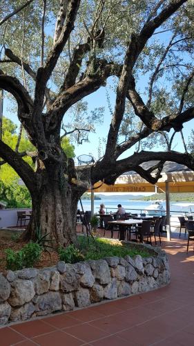 a large tree with people sitting at tables under it at Pansion Alen - Dugi otok in Luka
