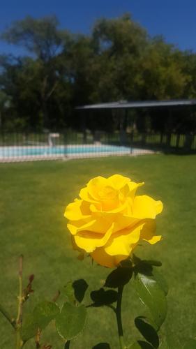 una flor amarilla sentada sobre un campo verde en Don Mateo - Casa de Campo en Salta