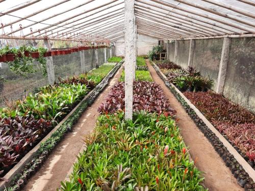 a greenhouse filled with lots of plants at Aaravi Garden Homestay in Kalimpong