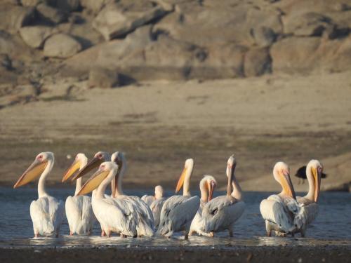 a group of pelicans standing in the water at Jawai Leopard Villa in Bijāpur