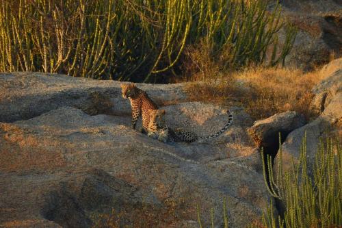 a cheetah sitting on top of some rocks at Jawai Leopard Villa in Bijāpur