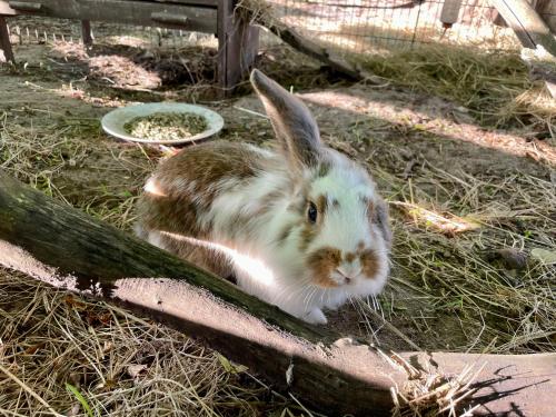 Altri animali domestici presso il campeggio o nei dintorni