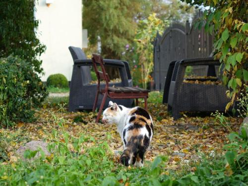 Fotografie z fotogalerie ubytování Ranczo Tomaszówka, Lokalik nad Gąską v destinaci Czewujewo