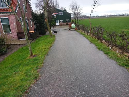 a cat walking down a road in front of a house at boerenskuur De Bedstee groen in Assendelft