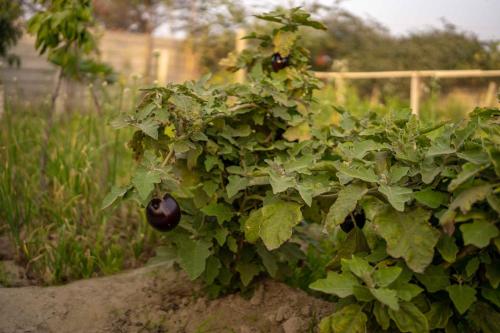 a plant with green leaves in a garden at Luxury Farmhouse Stay, Pure Vegetarian- Santushti Farm, NCR in Tibri