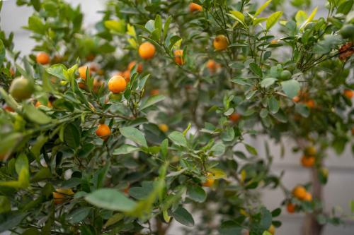 an orange tree with lots of oranges on it at Luxury Farmhouse Stay, Pure Vegetarian- Santushti Farm, NCR in Tibri