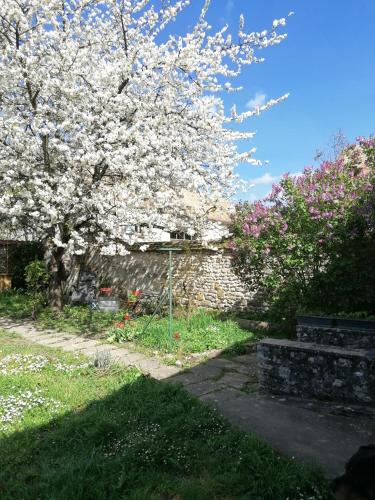 un arbre avec des fleurs blanches dans une cour dans l'établissement Chez Marylene, à Soisy-sur-École