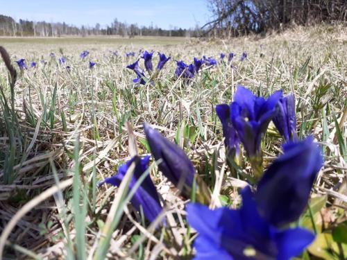 a field of blue flowers in the grass at Gasthof & Hotel Zur Post in Wallgau