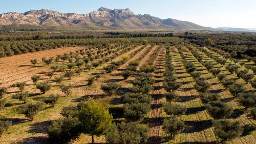 an aerial view of a rows of trees in a field at La Blanchère, vue golf in Vedène