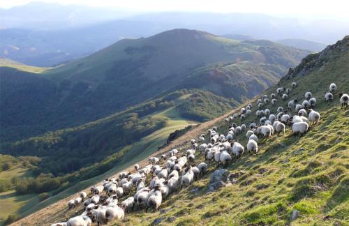 un branco di pecore che cammina su per una collina di location 1 semaine minimum classé 3 étoiles ad Aldudes