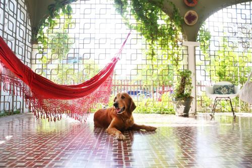 a brown dog laying on the floor in a hammock at DREAMCATCHER by DW in San Juan