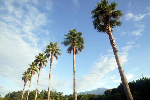 a group of palm trees against a blue sky at Seogwipo KAL Hotel in Seogwipo