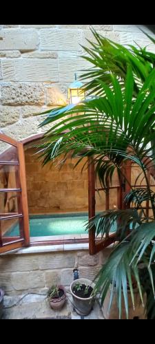 a plant sitting in front of a swimming pool at Il Mithna farmhouse with indoor heated jacuzzi pool in Għarb