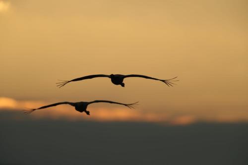 two birds flying in the sky at sunset at הפינה בנחל in Hagoshrim