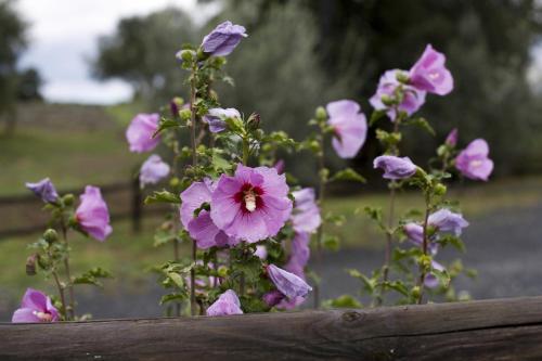 a bunch of purple flowers sitting next to a fence at Tenuta La Lupa in Castellina Marittima