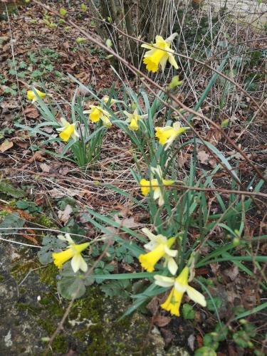 a group of yellow flowers on the ground at Les Enclos Bed and Breakfast à 4 mn de Chantilly in Lamorlaye