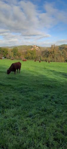 a cow grazing in a field of green grass at Le Cocon Beaujolais in Châtillon
