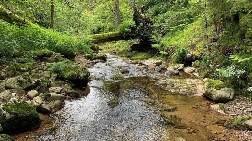 a stream of water with rocks in a forest at Le Nid Douillet in Plancher-Bas