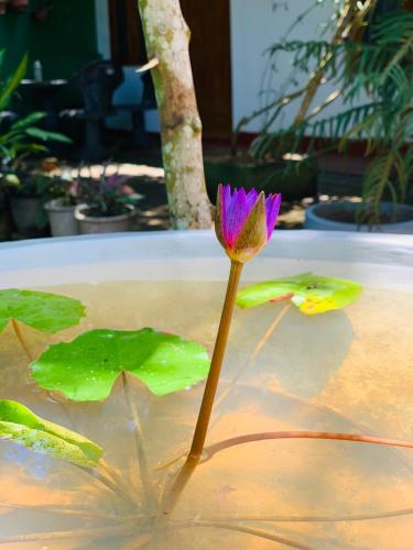 a purple flower in a pool of water at Vinu’s Place in Matara