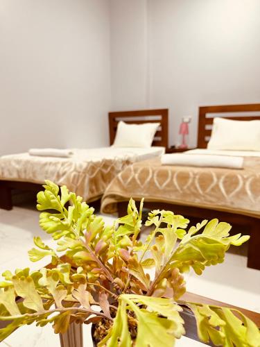a room with two beds and a potted plant at KAMAL HOTEL APARTMENTS in Mansoura