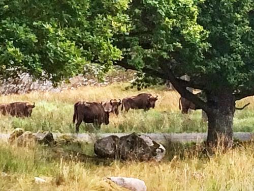 a herd of cows grazing in a field under a tree at 4 person holiday home in TRENSUM-By Traum in Trensum