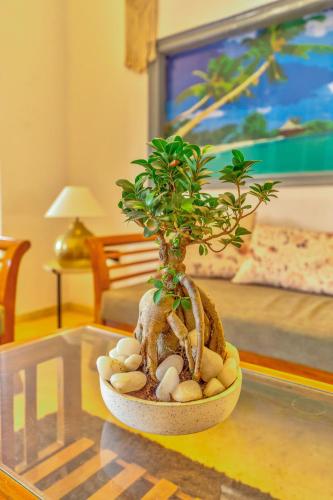 a small plant in a bowl on a table at The Boho, Vagator Beach Goa Near Thalassa in Anjuna