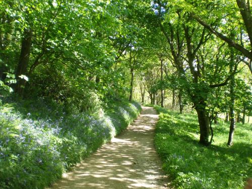 a path through a garden with trees and bluebonnets at Sylvie's Country Cottage North Devon in Bucks Mills