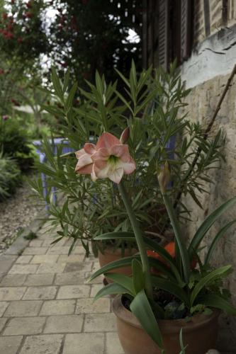 a pink flower in a pot on a sidewalk at Marguerite's Ferme rustique in Saint-Germain-du-Bois